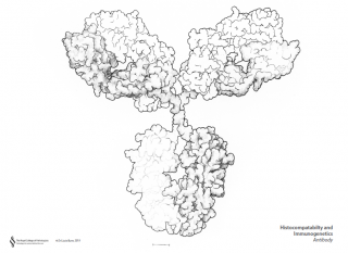 Antibody template