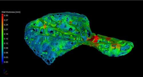 Os cordis X-ray micro CT image