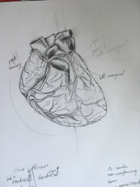 Heart drawing