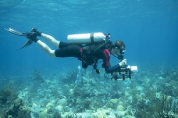 Every colour serves a porpoise: a new take on monitoring coral health