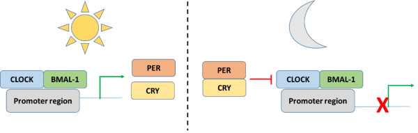 Cartoon diagram explaining the clock gene cycle. The diagram is split into two sections, the left is day indicated by a sun and the right is night indicated by a moon. Underneath the sun are boxes which say CLOCK and BMAL-1 on top of a box that says promoter region. There is a green arrow pointing from these to two more boxes which say PER and CRY. In the night section, the PER and CRY boxes are next to each other and have a red line pointing at another CLOCK/BMAL-1/promoter region box. 