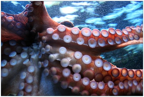 Close up of the suckers on a octopus' tentacle