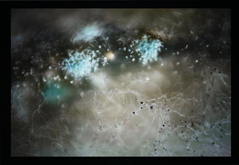 Morphology of bacterial growth